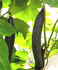 Greenhouse English-types Cucumbers