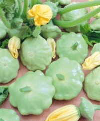 Pattypan or Scallop-Type Summer Squash