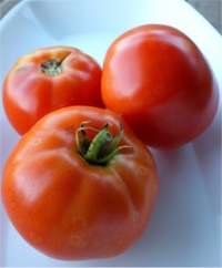 Main Crop Tomatoes