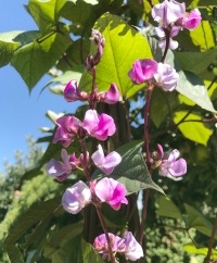 Hyacinth Bean Vine