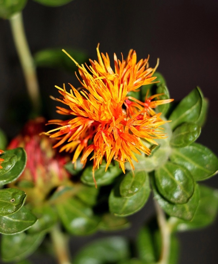 Safflower