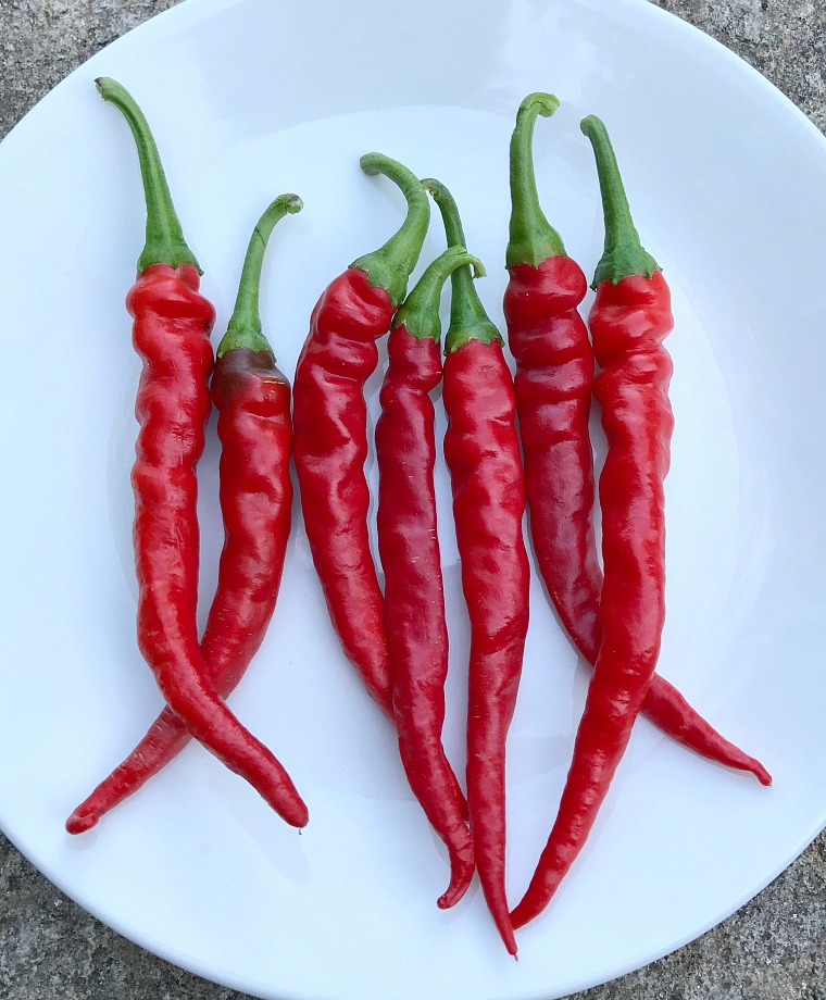 Hot Chile Peppers