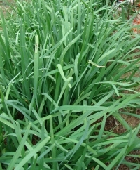 Chinese Chives
