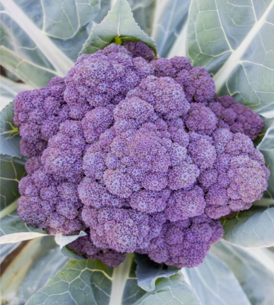 Broccoli Flower Bloom