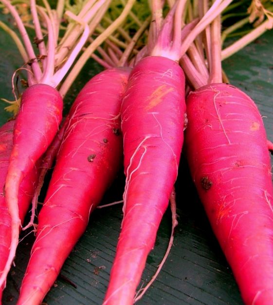Carrot Purple Dragon 75  Seeds Economy Pack Vegetable 
