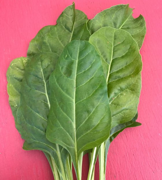 40 Yellow CANARY SWISS CHARD Beta Vulgaris Perpetual Spinach Vegetable Seeds 