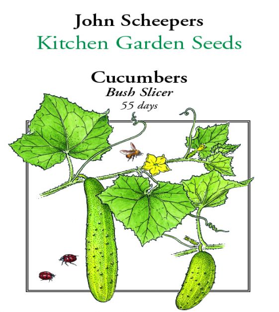 Bush Slicer Cucumber  John Scheepers Kitchen Garden Seeds