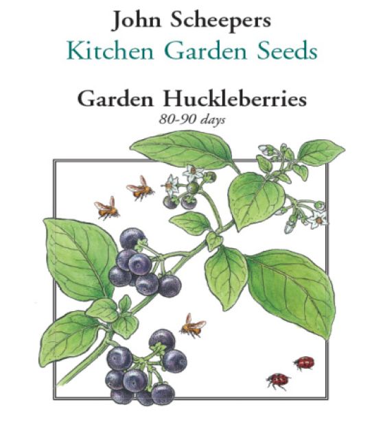 100 Seeds Solanum nigrum Huckleberry Bush Seeds 