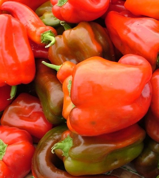 Sweet Red Bell Pepper ''Quadrato d'Asti Rosso'' ~50 Top Quality Seeds Sweet 