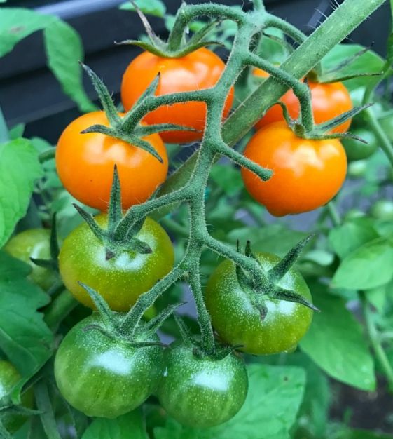 Vegetable Sungold F1-25 Seeds Large Tomato 