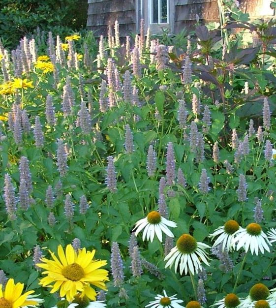 Anise Hyssop John Scheepers Kitchen Garden Seeds