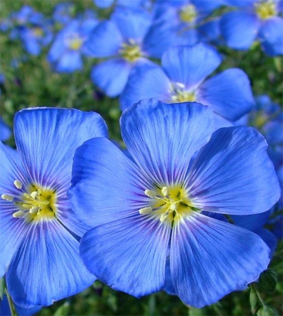 Perennial Flower Linum perenne 1400 seeds BLUE FLAX