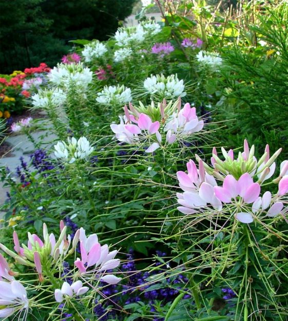 SPIDER FLOWER COLOUR MIXTURE SEEDS CLEOME SEED CUT FLOWER GARDEN 50 SEED PACK