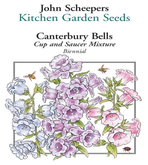 Fleur-Canterbury Bells tasse et sa soucoupe Mix 3500 graines-Gros paquet