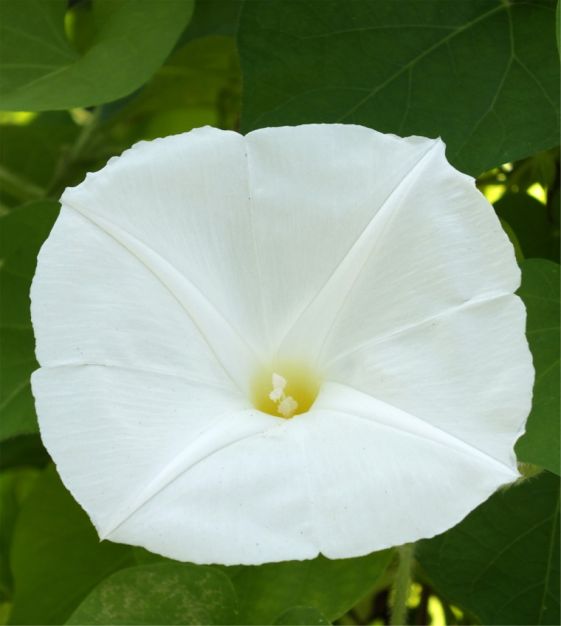 Annuel Kletterpflanze Ipomoea Pearly Gates 30 Samen Morning Glory 
