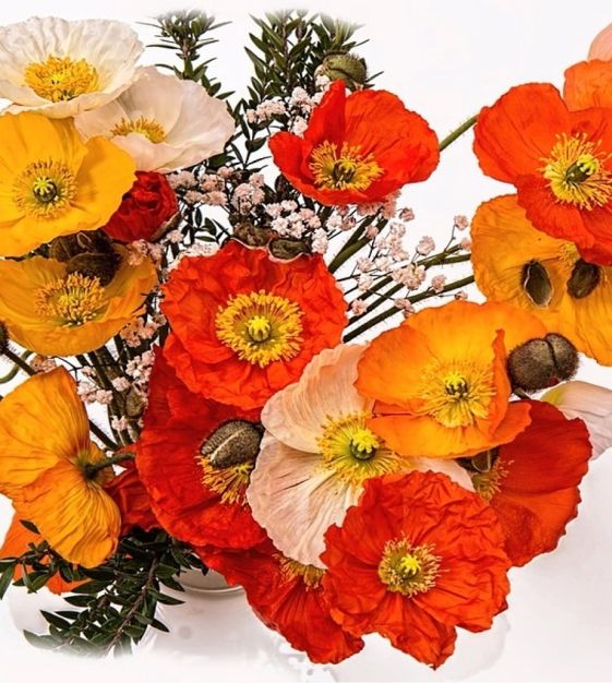 Vintage Poppy Wallpaper