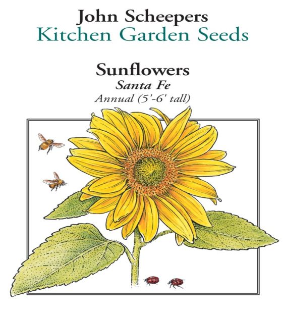 Santa Fe Sunflower