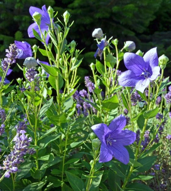 Balloon Flower Planting Depth Best Flower Site