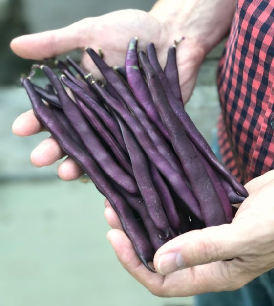 Purple Podded Pole Bean | John Scheepers Kitchen Garden Seeds