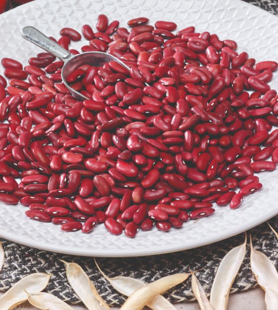 California Light Red kidney Bean John Scheepers Kitchen Garden Seeds