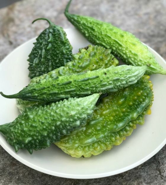 Bitter Melon Edible Gourd John Scheepers Kitchen Garden Seeds