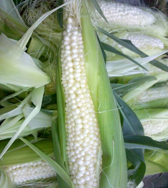 Details about   COUNTRY GENTLEMEN CORN1 OZ Heirloom Vegetable Seeds Sweet Shoepeg