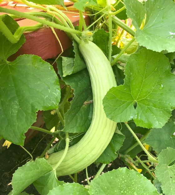 Armenian Yard-Long Cucumber 30-500 Seeds Snake Melon Burpless Heirloom Rare 