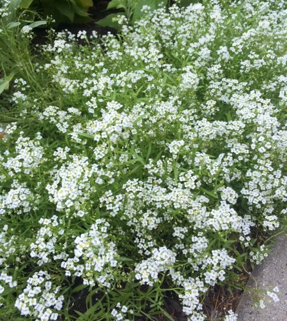 Summer Dwarf Bedding Plants White Alyssum Carpet of Snow Approx 200 seeds