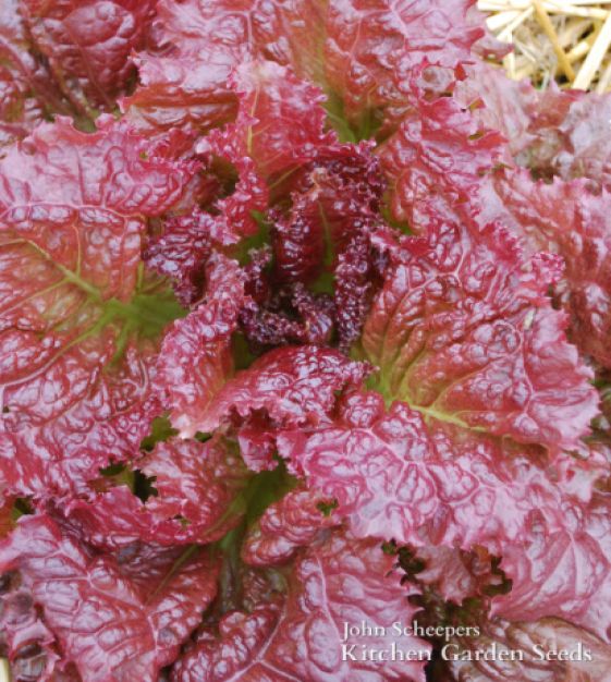 Red Velvet Looseleaf Lettuce John Scheepers Kitchen Garden Seeds