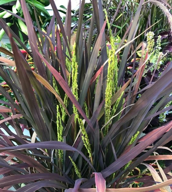 50 semillas-Negro Madras-vistosas hojas púrpura-Oryza sativa Arroz ornamentales