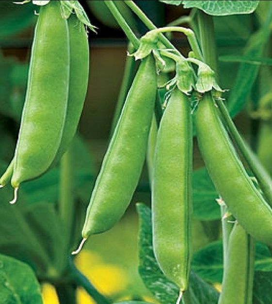50 Seeds *Sugar Snap Pea 70 Days *Sweet Tender Pods* Great for Eating fresh!