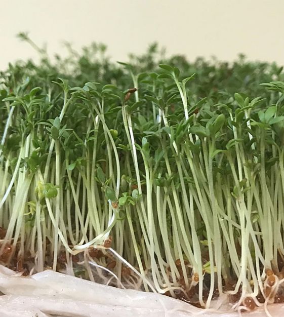 Curled Cress Sprouting Seeds