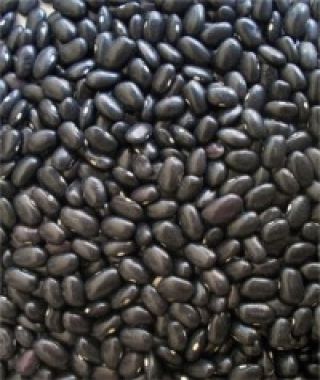 Black Turtle Bean