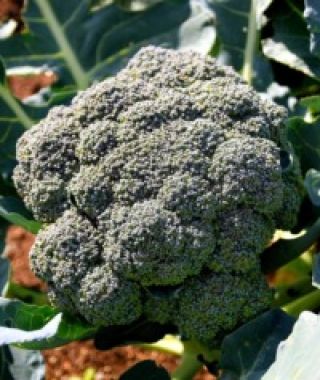 Beaumont Broccoli