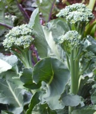 Aspabroc Baby Broccoli