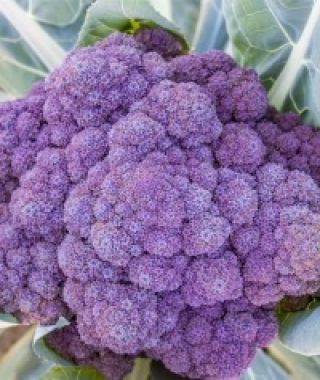 Tyrian Purple Broccoli