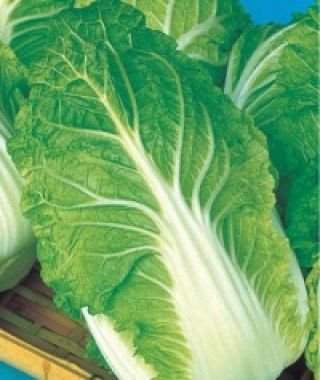 One Kilo Chinese Cabbage