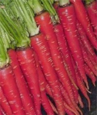 	 Red Samurai Carrot