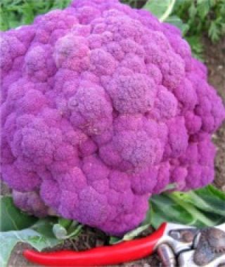 Purple of Sicily Cauliflower