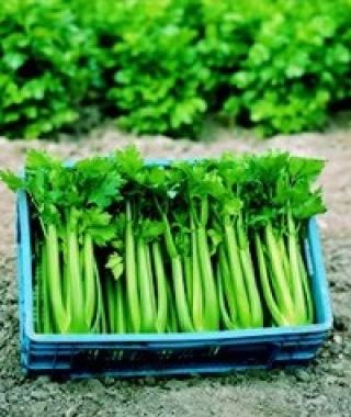 Tango Green Celery