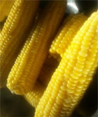 Jubilee Yellow Sweet Corn