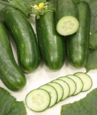 Silor Mini Cucumber
