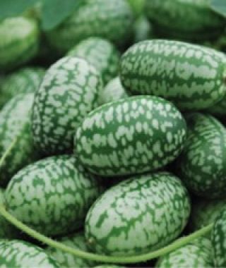 Mexican Sour Gherkin Cucumber