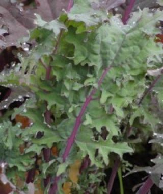 Winter Red (Red Russian) Kale