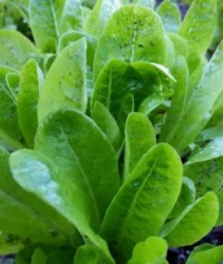 Little Gem Baby Romaine Lettuce