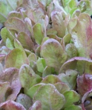 Merveille des Quatre Saisons Lettuce