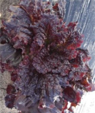 Midnight Ruffles Loose-Leaf Lettuce