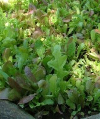 John Scheepers Baby Leaf Salad Mixture