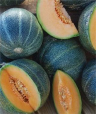Petit Gris de Rennes Melon