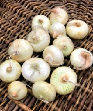 Borettana Cippolini Button Onion